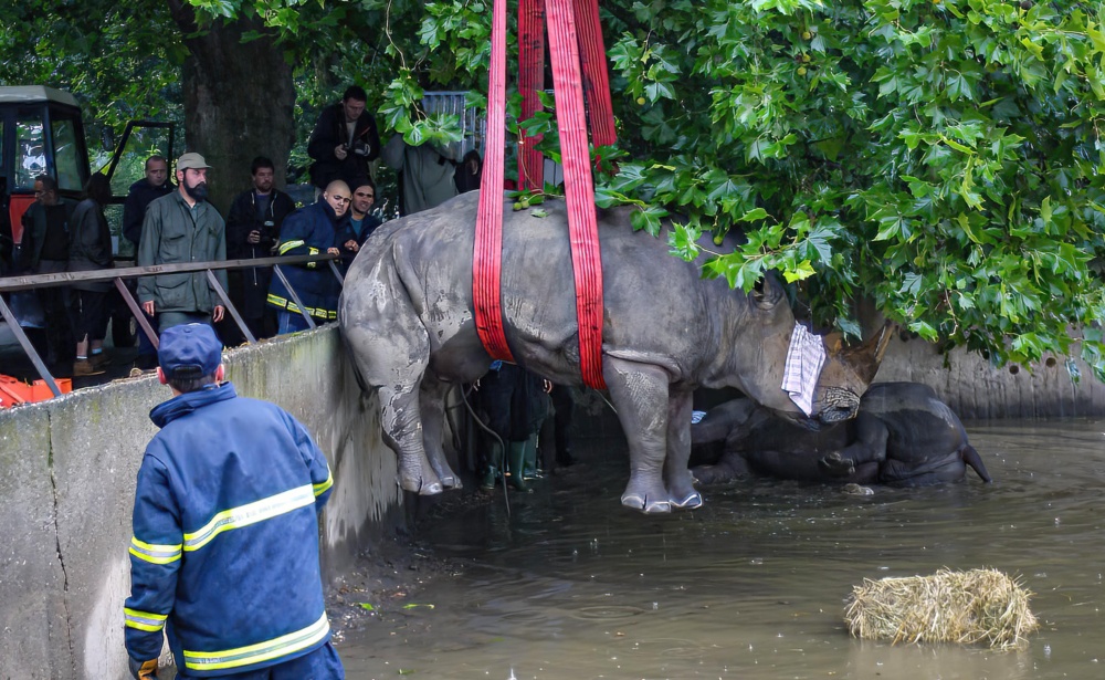 Evakuace pokračovala i v úterý. Vzhledem k naprosto nestandardním podmínkám byla nesmírně náročná. K nejobtížnějším patřila evakuace velkých šelem a páru nosorožců tuponosých. Celkem bylo evakuováno 1 010 zvířat, z toho 812 ptáků. Photo: archiv Zoo Praha