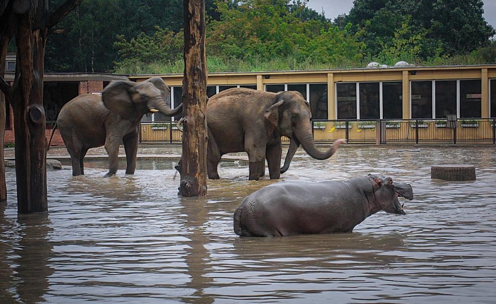 Voda zaplavila Pavilon velkých savců až pod horní návštěvnický ochoz. Hrošice Lentilka se dostala z pavilonu do výběhu slonic. Chovatelé je stihli odvést do výše položených míst u výběhu pand červených, kde Gulab, Shanti a Sabi strávily další tři dny. Lentilku se bohužel zachránit nepodařilo. Photo: archiv Zoo Praha