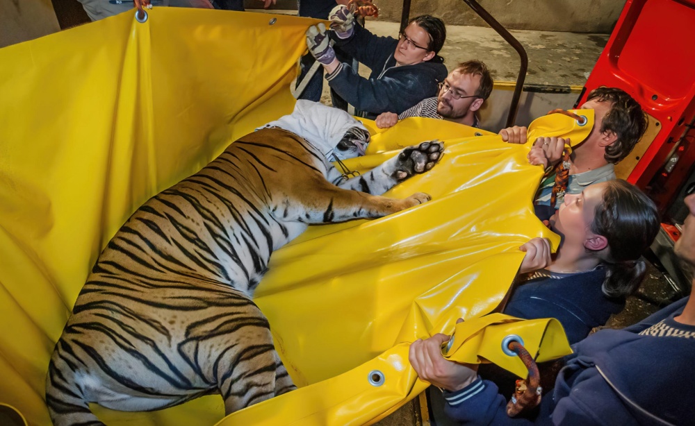 Neprodleně byla zahájena evakuace stovek zvířat, opět za deště a při stoupající vodě. Večer přišly na řadu velké kočkovité šelmy včetně šesti tygrů – mezi nimi i březí samice Surami. Novou výzvou bylo stěhování ptačích a plazích vajec a mláďat, protože povodeň tentokrát nastala v období rozmnožování. Photo: Tomáš Adamec