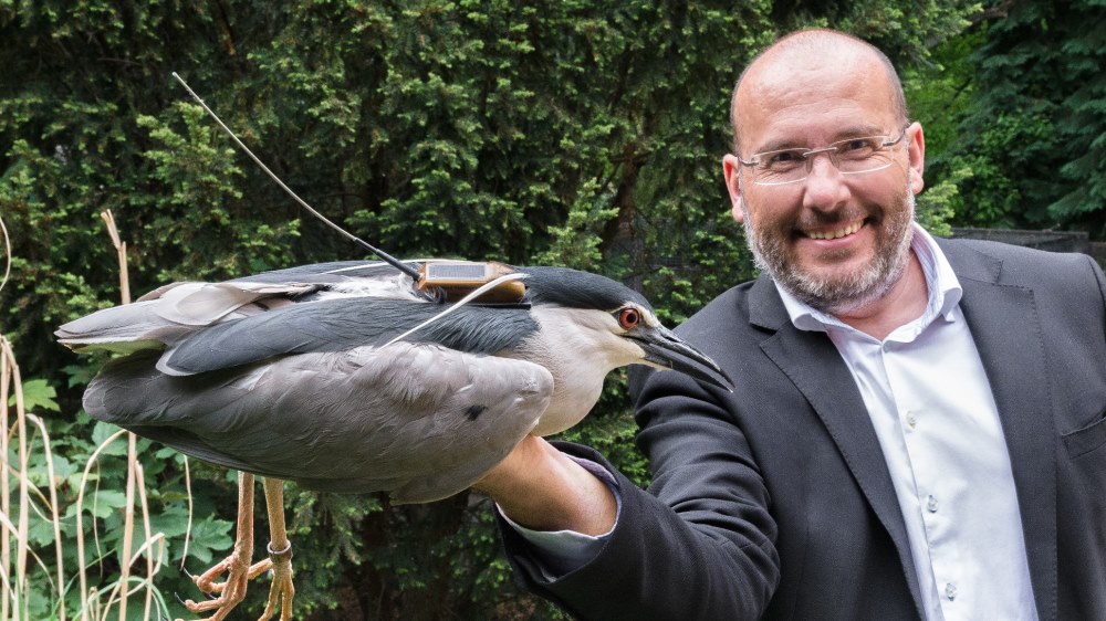 Ředitel Zoo Praha Miroslav Bobek s kvakošem nočním se satelitním vysílačem. Foto: Petr Hamerník, Zoo Praha