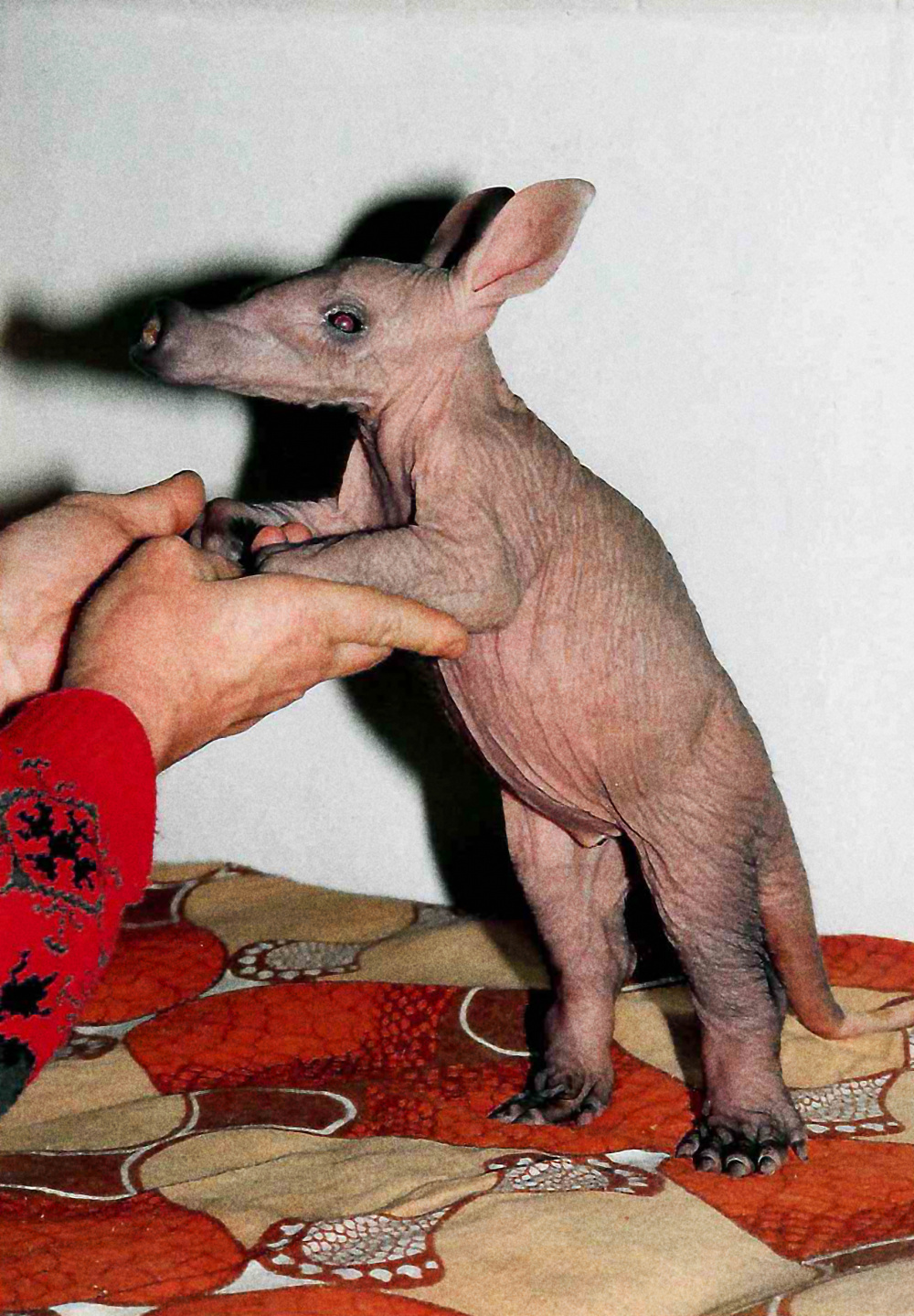 Photo: Archiv Prague Zoo Photo: Archiv Prague Zoo