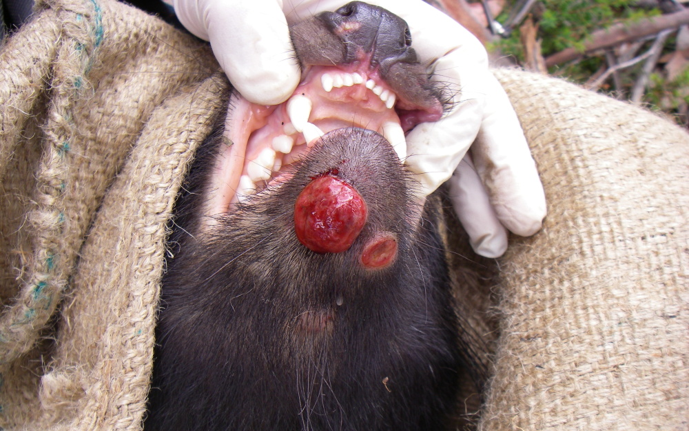 Individuals affected by Devil Facial Tumour Disease develop ulcerated lesions on the face and in the mouth, which interfere with feeding and other essential behaviours, eventually leading to death. Photo: Samantha Fox