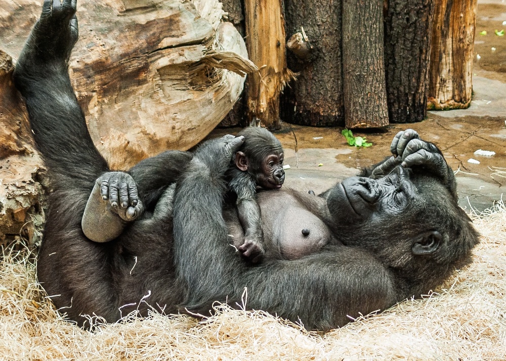 Gorilí samička Moja, foto: Petr Hamerník, Zoo Praha