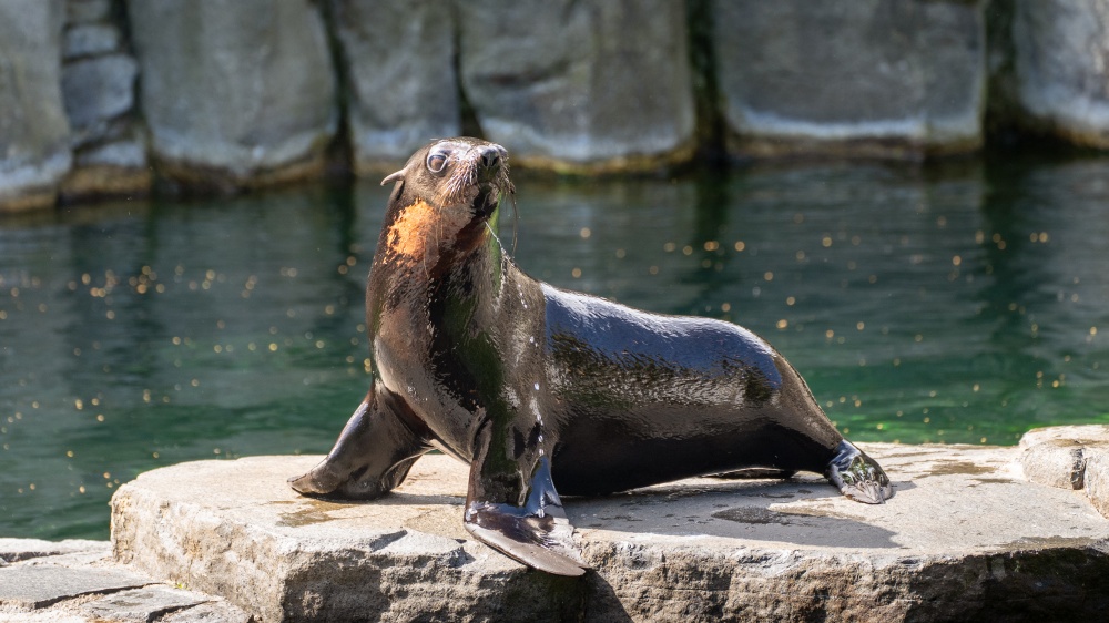 Lachtaní samec Oslo, foto: Oliver Le Que, Zoo Praha