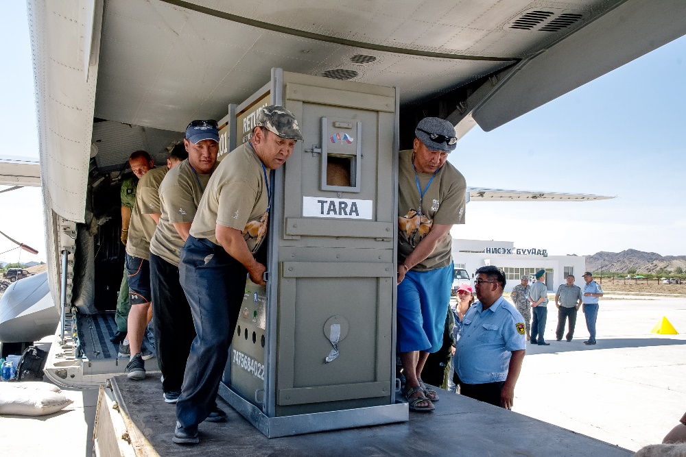 Vykládání koní z letounu CASA. Foto: Jaroslav Šimek