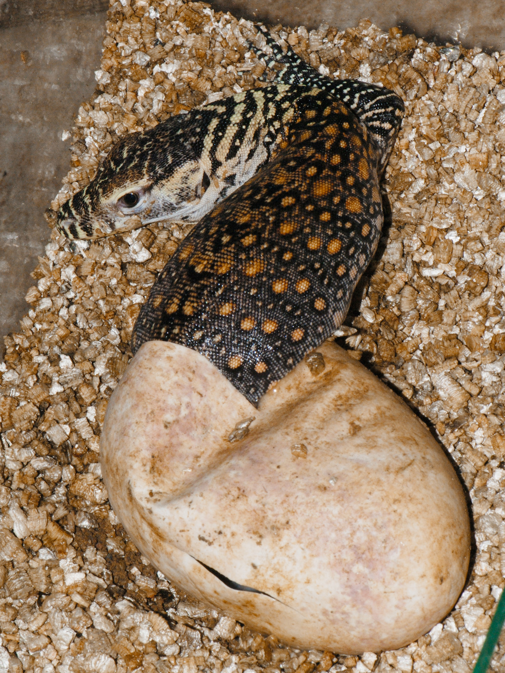 Photo: Archiv Prague Zoo Photo: Archiv Prague Zoo