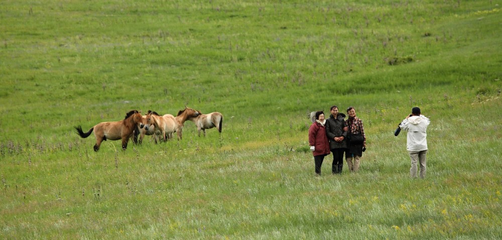 Přinejmenším ty skupiny koní Převalského, které se pohybují poblíž vstupu na národního parku Chustaj Nurú, jsou velmi krotká. Foto: Miroslav Bobek, Zoo Praha