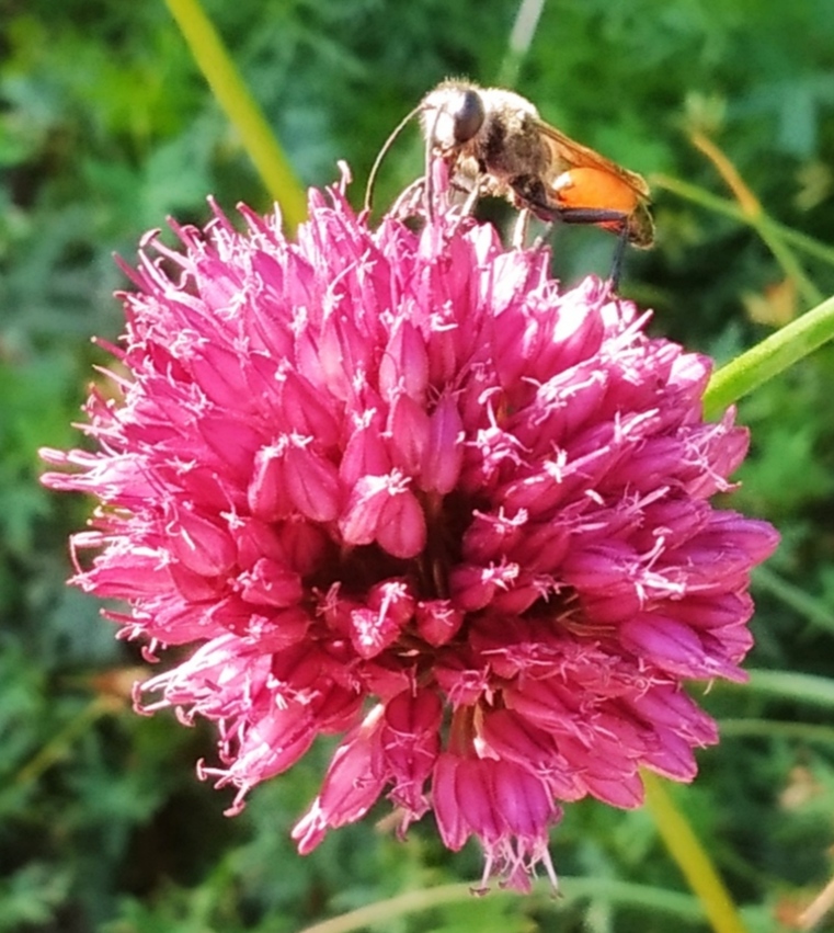 Na rostlině jménem česnek kulatohlavý je včela, autor: Hana Brychtová, kategorie: Fotí děti – Příroda v Zoo Praha, ID: 268