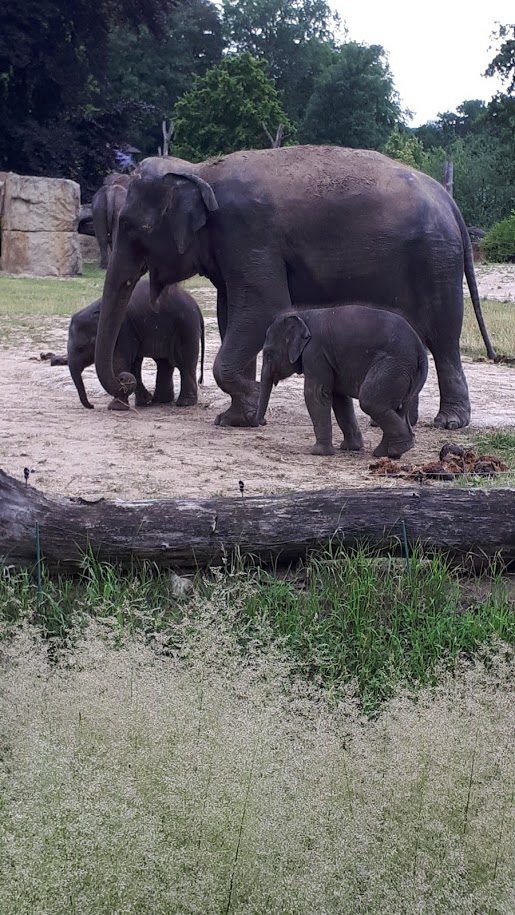 Slůňátka s maminkou, autor: Michaela Kolnerová, kategorie: Foceno mobilem – Sloní princezny, ID: 288