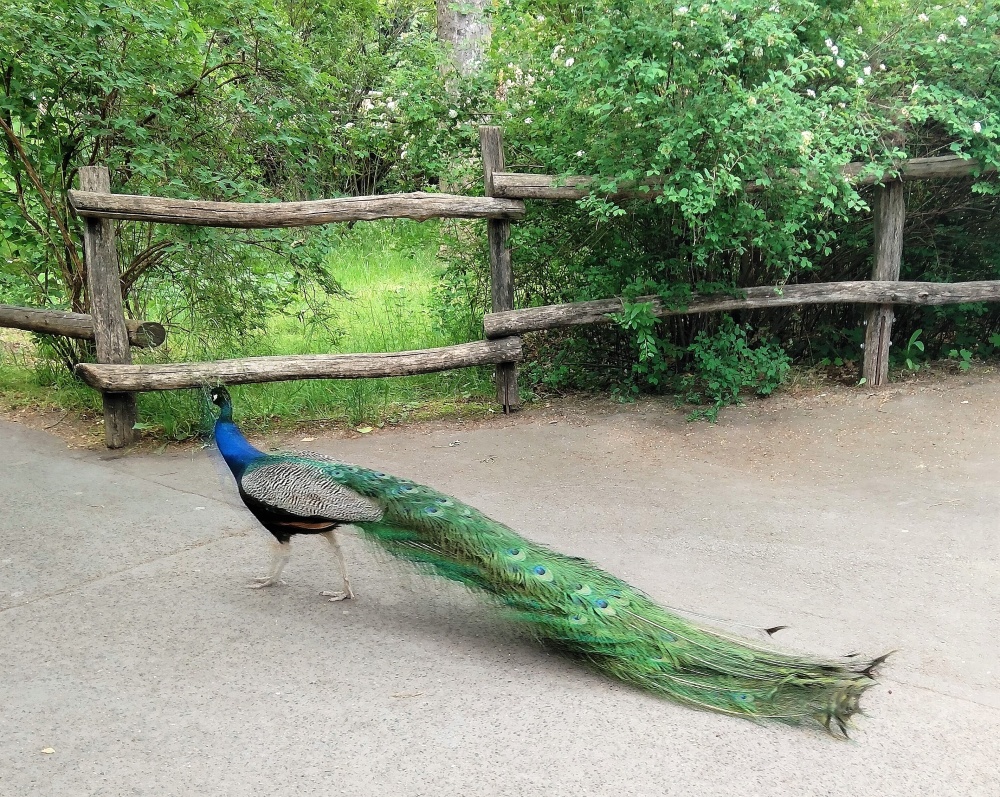 Páv se nenechal vyvést z míry, autor: Hana Průšová, kategorie: Foceno mobilem – Příroda v Zoo Praha, ID: 298