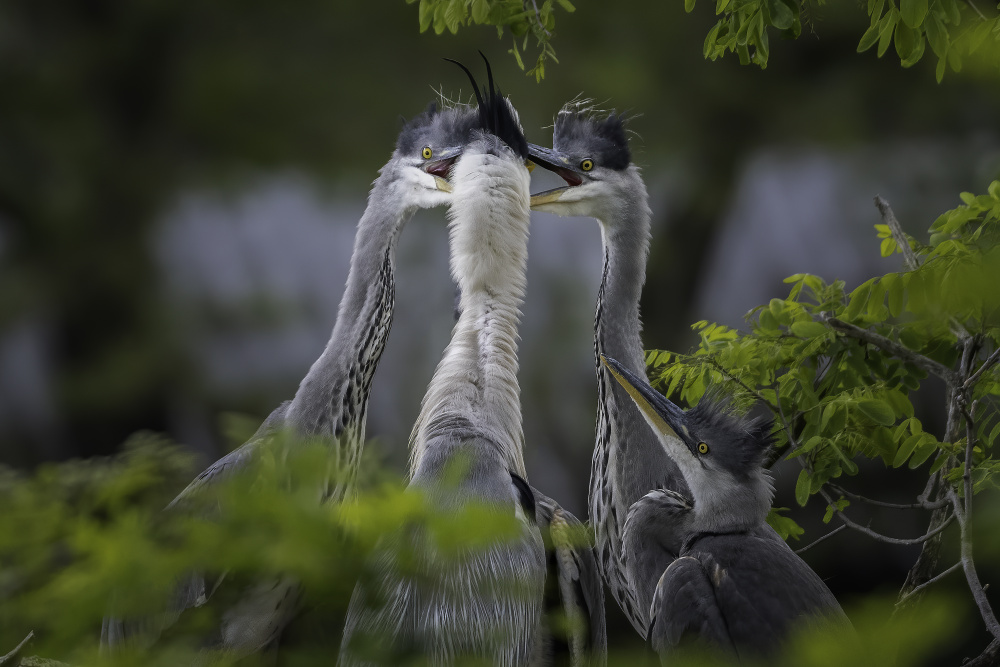 Krmení mláďat volavek popelavých, autor: Jan Molinský, kategorie: Fotí dospělí – Příroda v Zoo Praha, ID: 315