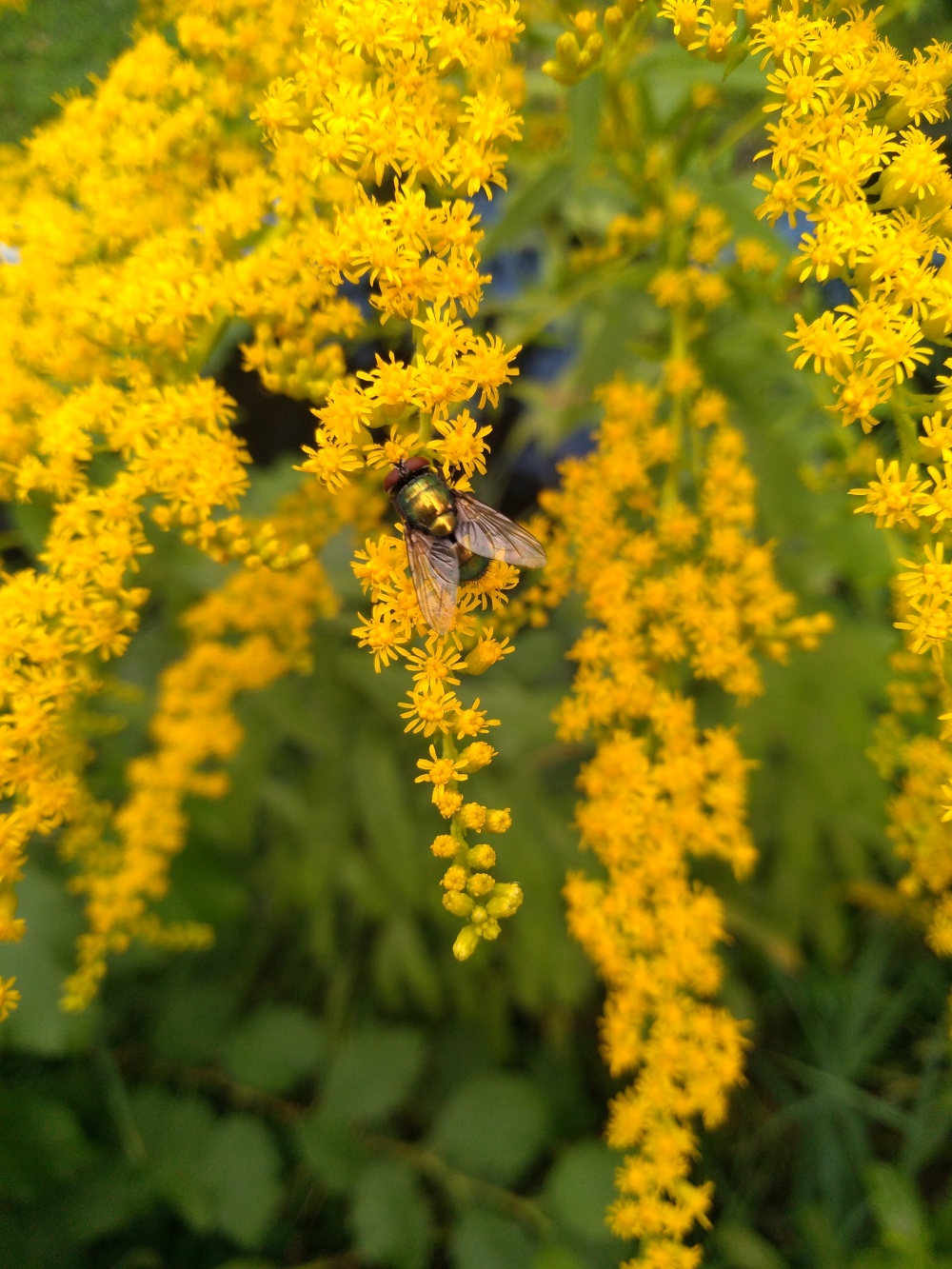 Letní návštěva zoo, autor: Karolína Štilcová, kategorie: Foceno mobilem – Příroda v Zoo Praha, ID: 326