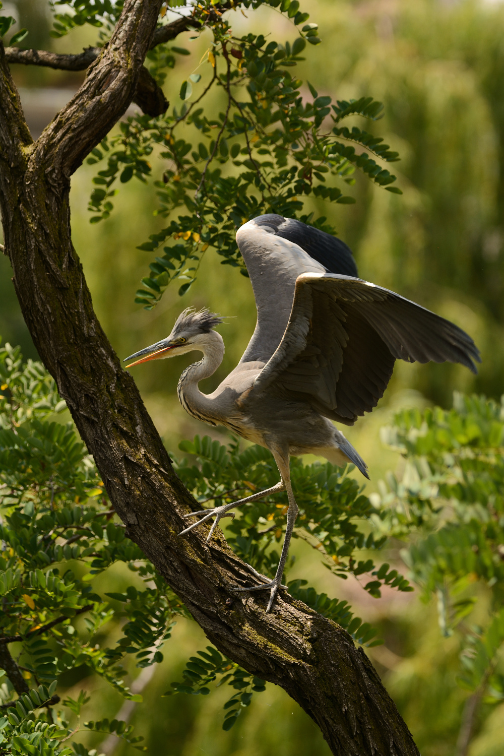 Tančící volavka, autor: Michaela Přichystalová, kategorie: Fotí dospělí – Příroda v Zoo Praha, ID: 327