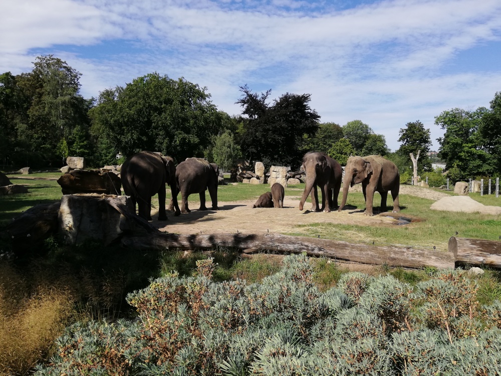 Sloní štěstí, autor: Kamila Sadílková, kategorie: Foceno mobilem – Sloní princezny, ID: 330