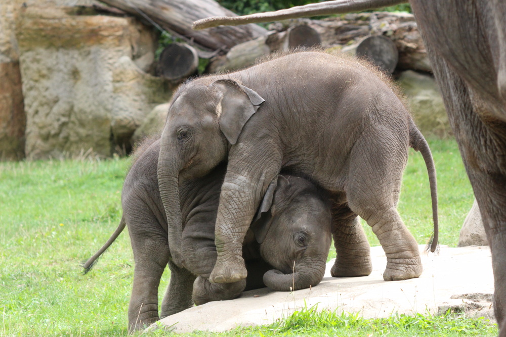 Hrátky Lakuny a Amalee, autor: Lucie Štěpničková, kategorie: Fotí dospělí – Sloní princezny, ID: 353