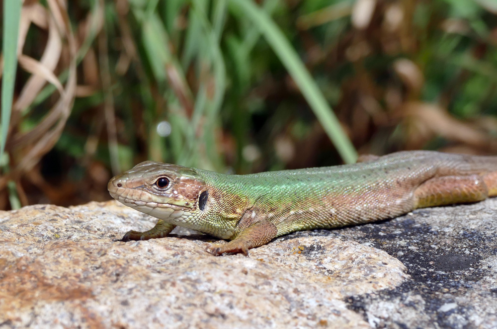 Ještěrka na Zakázance, autor: Kateřina Tahalová, kategorie: Fotí děti – Příroda v Zoo Praha, ID: 407