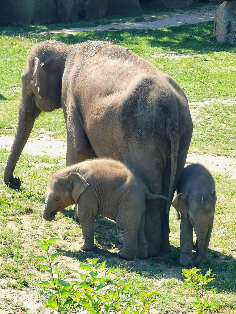 Pořád spolu, autor: Jaroslav Kroh, kategorie: Foceno mobilem – Sloní princezny, ID: 463