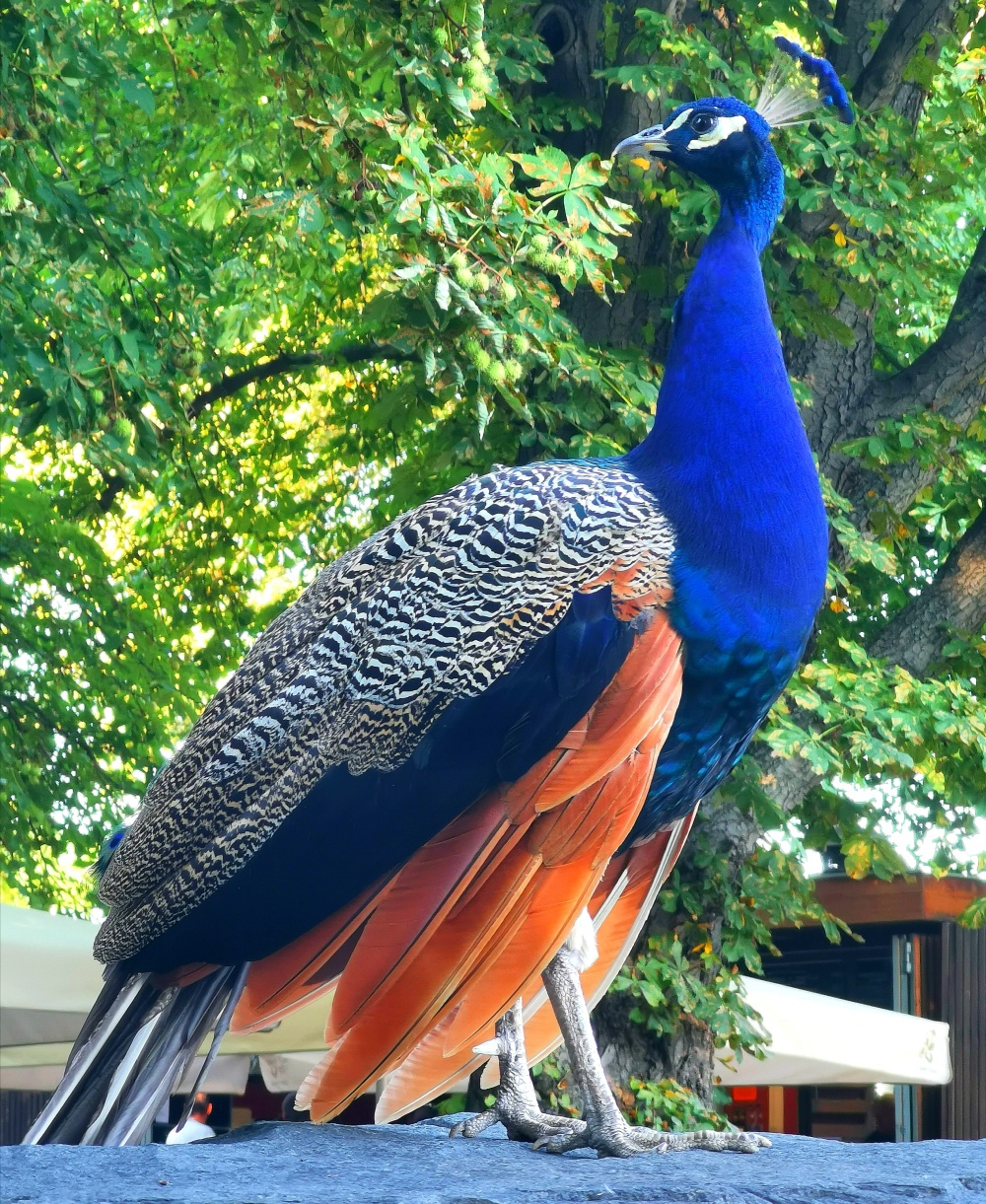 Na stráži, autor: Jaroslav Kroh, kategorie: Foceno mobilem – Příroda v Zoo Praha, ID: 464