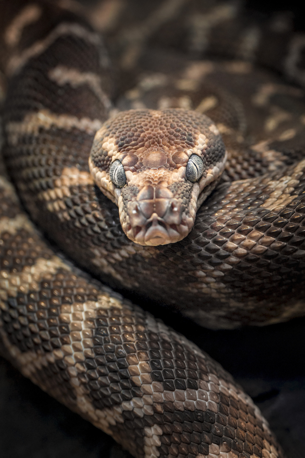 Krajta kýlnatá – jedna z rarit D. kráteru, autor: Adéla Urbanová, kategorie: Fotí dospělí – Darwinův kráter, ID: 485