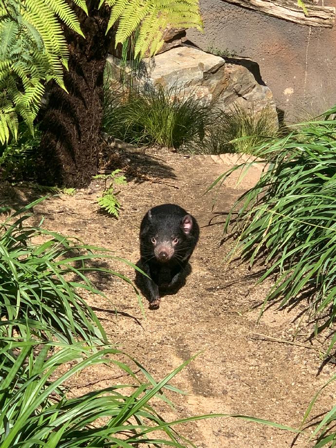 Čertík na výpravě, autor: Václava Matoušková Filipová, kategorie: Foceno mobilem – Darwinův kráter, ID: 491