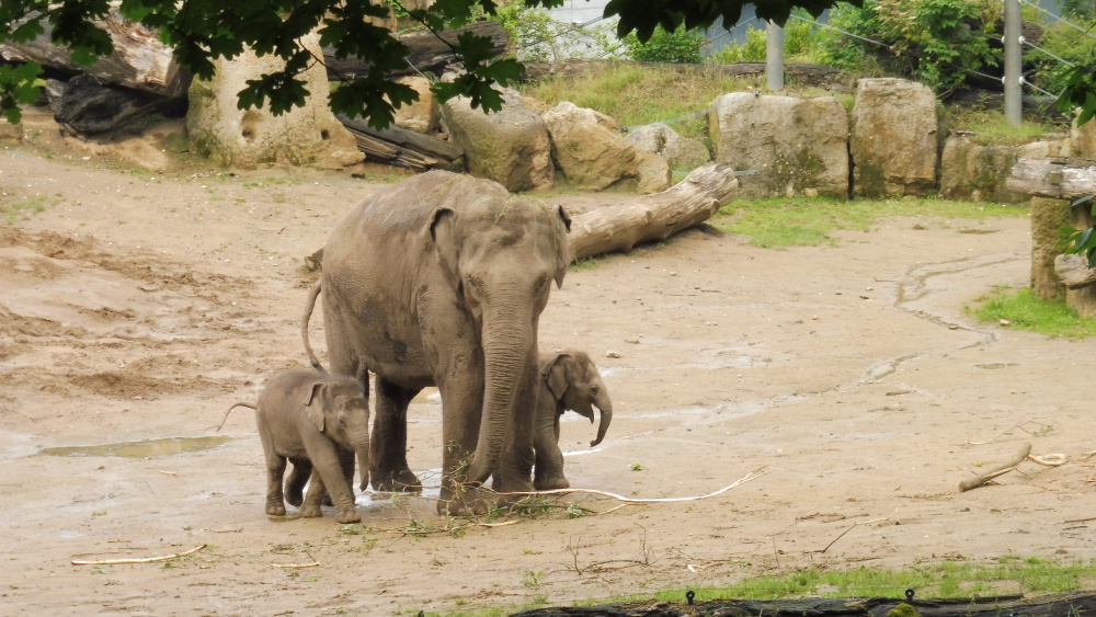 Lakuna a Amalee, autor: Iva Bartoníčková, kategorie: Foceno mobilem – Sloní princezny, ID: 511