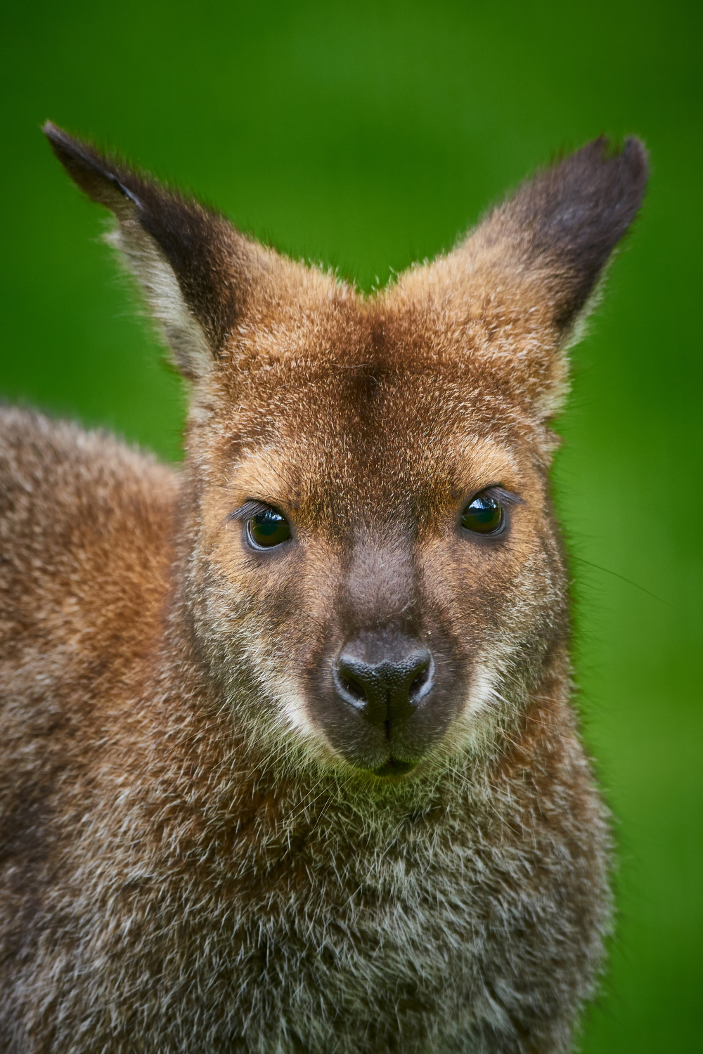 Klokan rudokrký – portrét, autor: Martin Vajdl, kategorie: Fotí dospělí – Darwinův kráter, ID: 521