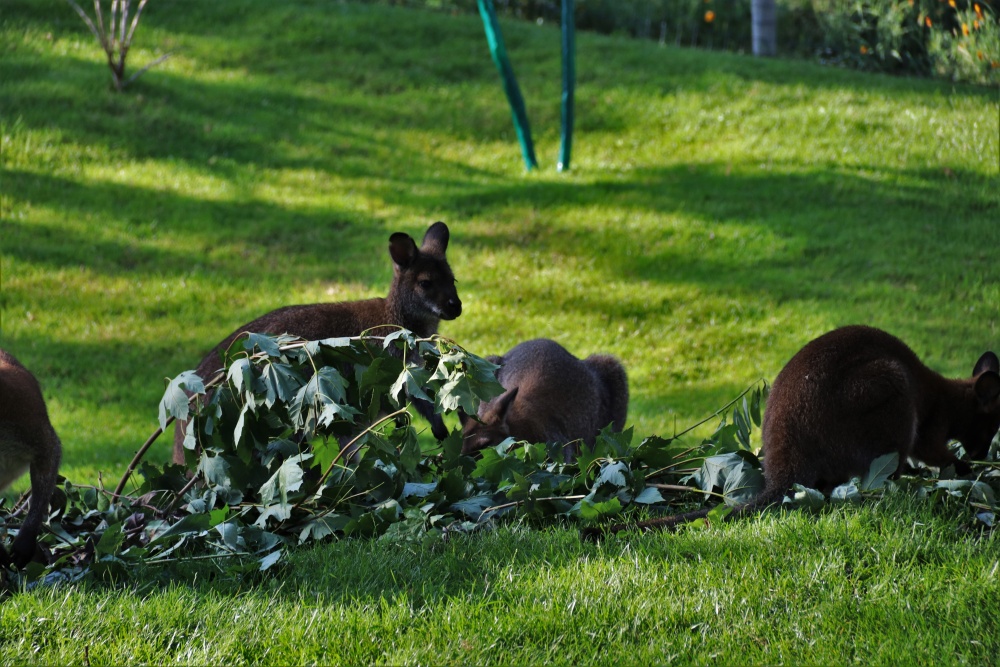 Klokan pozorující lidi, co vchází do Darwinova kráteru, autor: Matouš Lempochner, kategorie: Fotí děti – Darwinův kráter, ID: 540