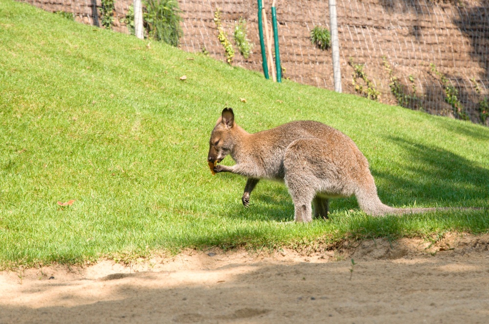 Klokaní svačinka, autor: Sára Bohatová, autor: Matouš Lempochner, kategorie: Fotí děti – Darwinův kráter, ID: 547