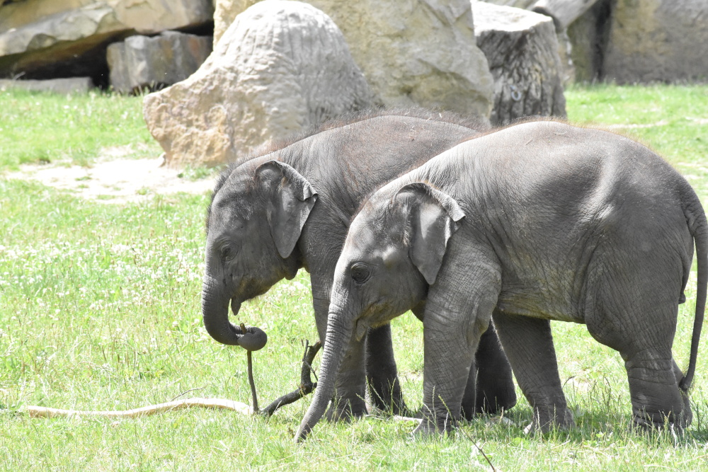 Dvě sloní princezny, autor: Vojtěch Kořínek, kategorie: Fotí děti – Sloní princezny, ID: 554