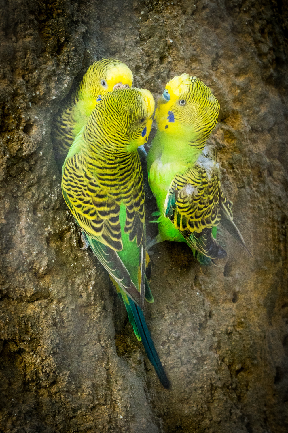 Andulky – rozverná partička z Melbourne, autor: Pavel Russé, kategorie: Fotí dospělí – Darwinův kráter, ID: 581
