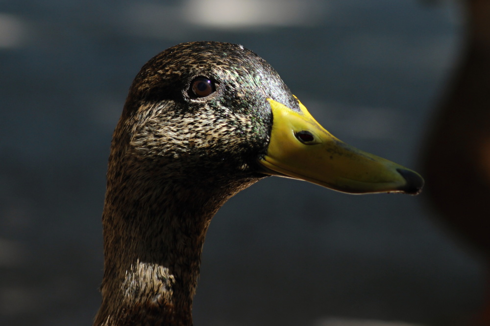 Navštívily nás drzé kachny, autor: Anežka Otčenášková, kategorie: Fotí děti – Příroda v Zoo Praha, ID: 591