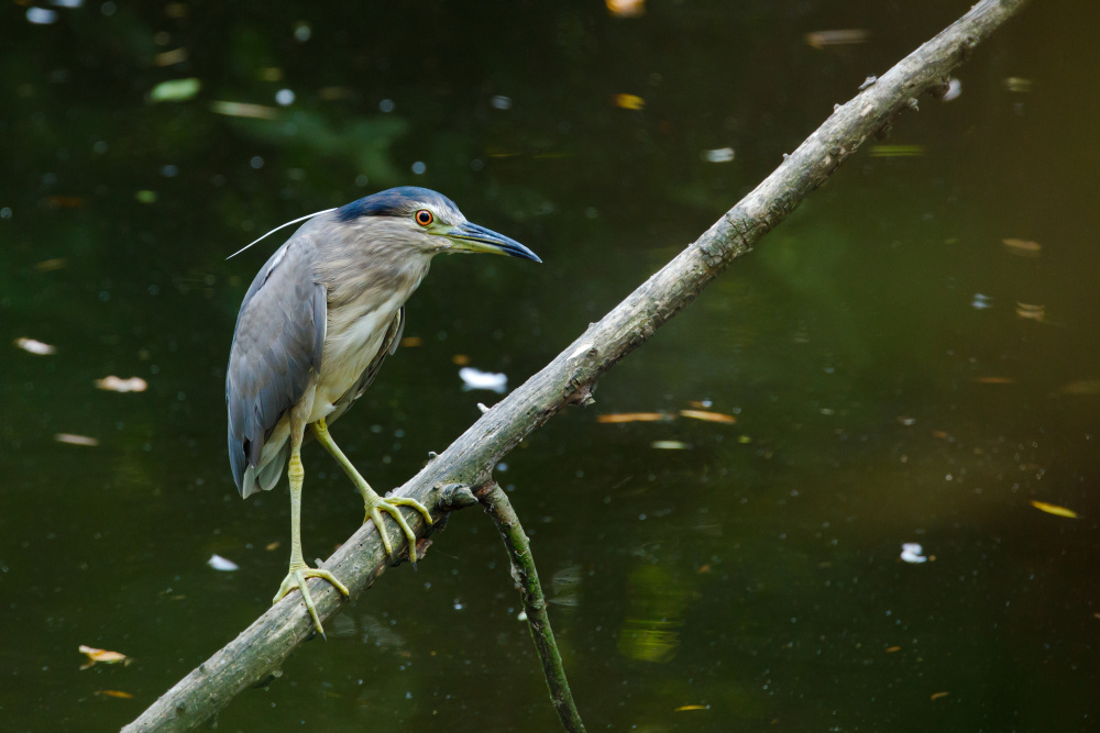 Na čekané – kvakoš noční, autor: Václav Matouš, kategorie: Fotí dospělí – Příroda v Zoo Praha, ID: 595