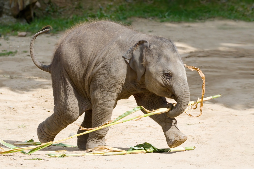 Jupiií, mám ji, a je jenom moje, autor: Patricie Robenková, kategorie: Fotí dospělí – Sloní princezny, ID: 599