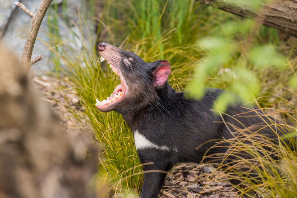 Ďábel předvádějící svůj zdravý chrup, autor: Jakub Macillis, kategorie: Fotí dospělí – Darwinův kráter, ID: 606