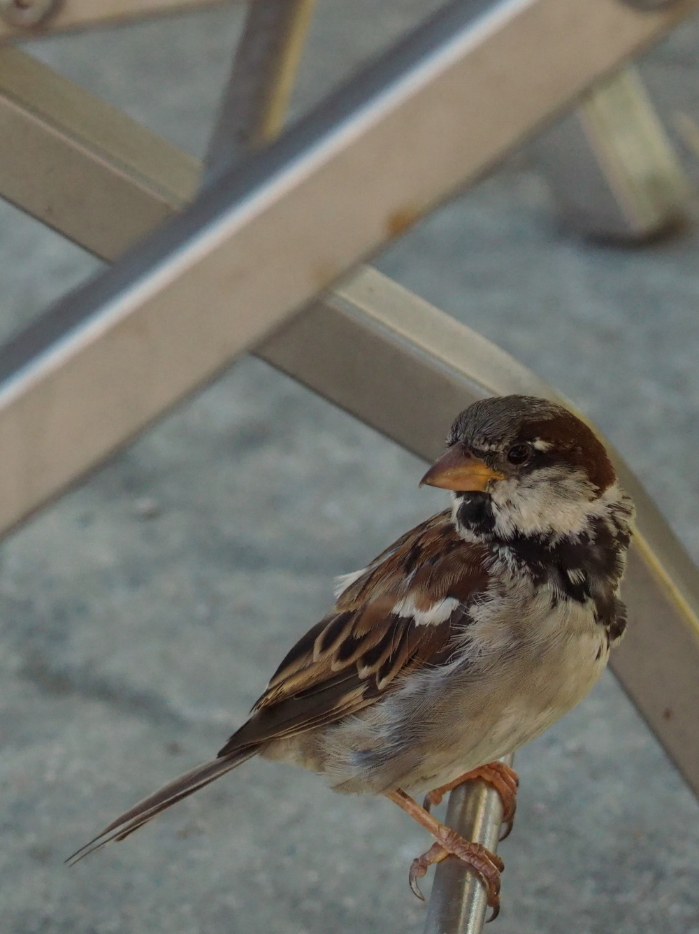 Vrabec na židli v restauraci Zoo Praha, autor: Adéla Potužníková, kategorie: Fotí děti – Příroda v Zoo Praha, ID: 616