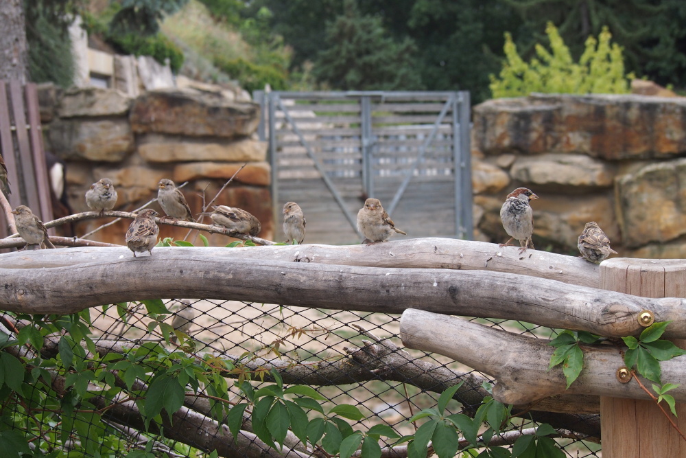 Vrabčáci na větvi, autor: Alexandr Krinke, kategorie: Fotí děti – Příroda v Zoo Praha, ID: 646