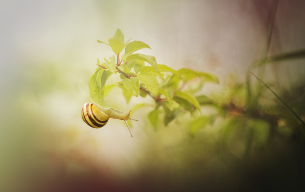 Něžná příroda, autor: Vanessa Marková, kategorie: Fotí dospělí – Příroda v Zoo Praha, ID: 650