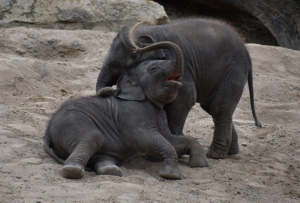 Život je hra, autor: Alena Raftlová, kategorie: Fotí dospělí – Sloní princezny, ID: 658