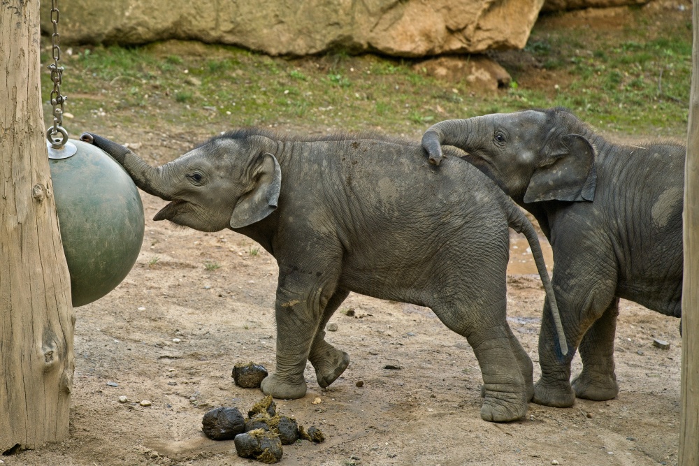 „Jdeme si hrát!“, autor: Michael Oliva, kategorie: Fotí dospělí – Sloní princezny, ID: 667