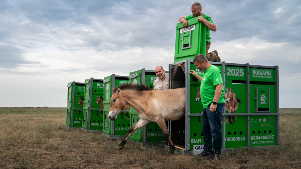 Hřebec Galvan vybíhá 3. června 2025 do aklimatizační ohrady ve Zlaté stepi v Kazachstánu. Foto: Oliver Le Que, Zoo Praha