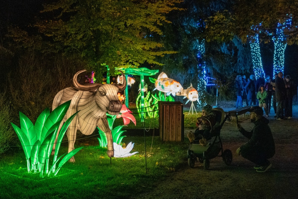 Výstava představuje celou řadu asijských živočichů od koi kaprů po vodního buvola. Foto Oliver Le Que, Zoo Praha