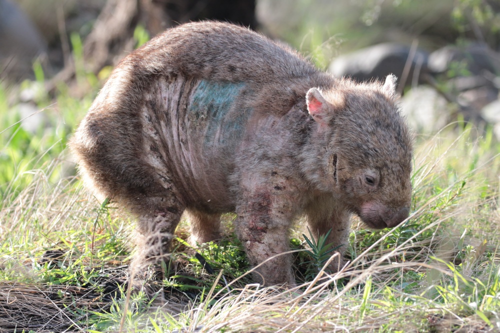 Divoký vombat obecný sužovaný svrabem. Označení modrou barvou je znamením pro lidi, že u zvířete už byla zahájena léčba. Foto: Wombat Rescue Divoký vombat obecný sužovaný svrabem. Označení modrou barvou je znamením pro lidi, že u zvířete už byla zahájena léčba. Foto: Wombat Rescue