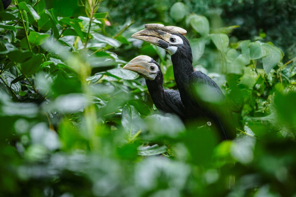 Malý zoborožec běloocasý s jedním z rodičů. Návštěvníci Zoo Praha mohou s trochou štěstí zaslechnout jejich drsný křik, kterým udržují kontakt v hustém porostu. Foto Petr Hamerník, Zoo Praha