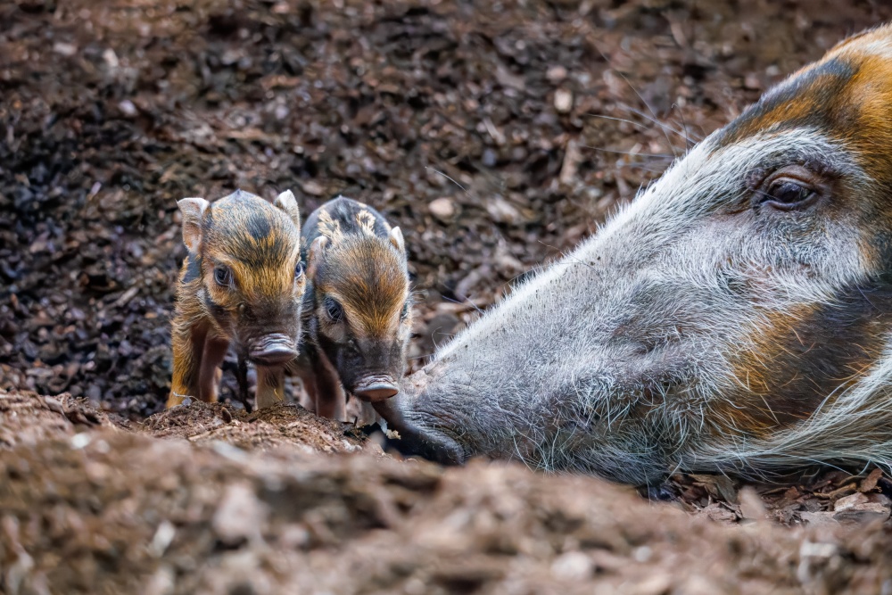 Malá „zlatá prasátka“ se v Zoo Praha narodila vůbec poprvé. Samice je porodila přímo v expozici a vzhledem k jejímu klidu ji chovatelé vůbec neruší a nechávají odchovu co nejpřirozenější průběh. Foto Monika Dolejšová, Zoo Praha