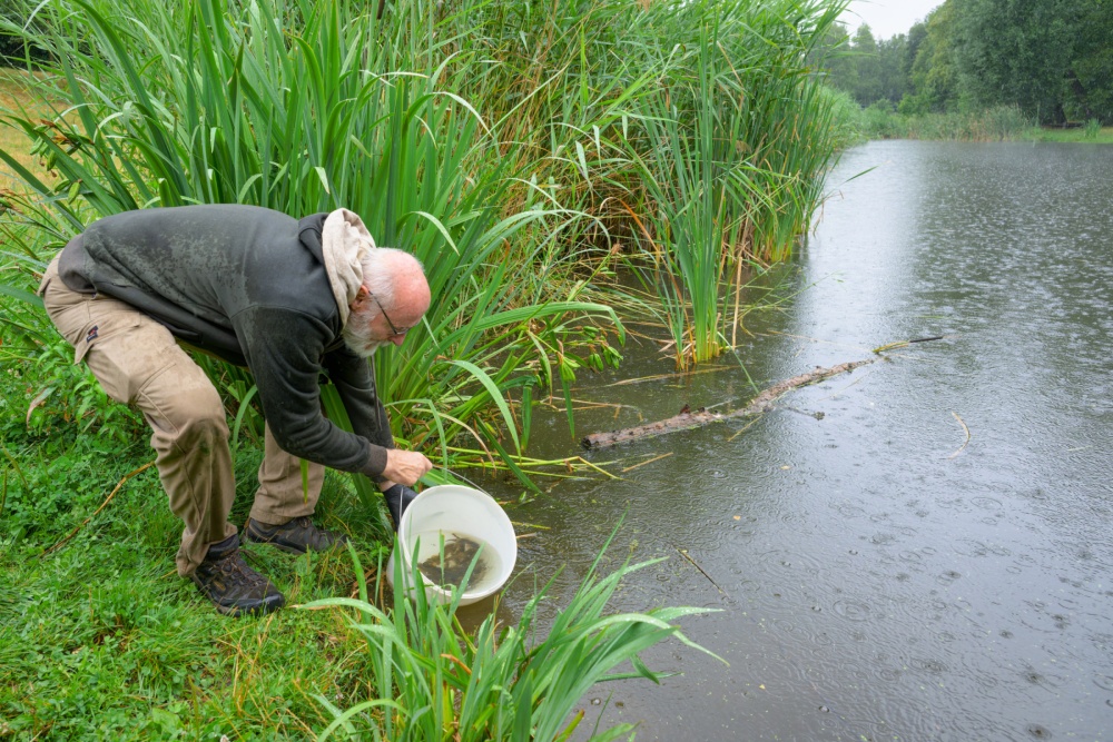 Kurátor plazů, obojživelníků a ryb Zoo Praha Petr Velenský vypouští kriticky ohrožené karasy obecné do retenční nádrže Interlov v pražské Michli. Foto Petr Hamerník, Zoo Praha