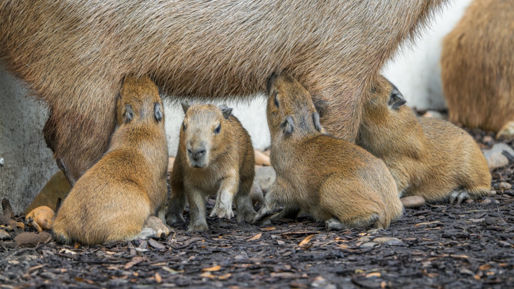 Kapybary se umí potopit až na deset minut. Foto Petr Hamerník, Zoo Praha Kapybary se umí potopit až na deset minut. Foto Petr Hamerník, Zoo Praha