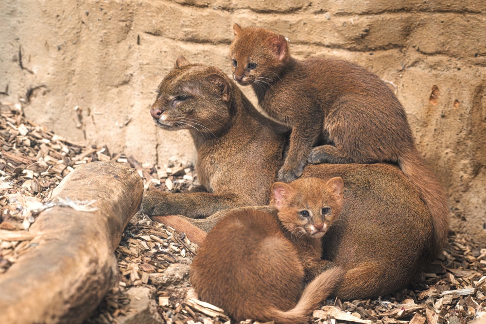 Návštěvníci Zoo Praha naleznou rodinu jaguarundi v horní části areálu v expozici Jihoamerických šelem nad výběhem vyder severoamerických. Foto Petr Hamerník, Zoo Praha