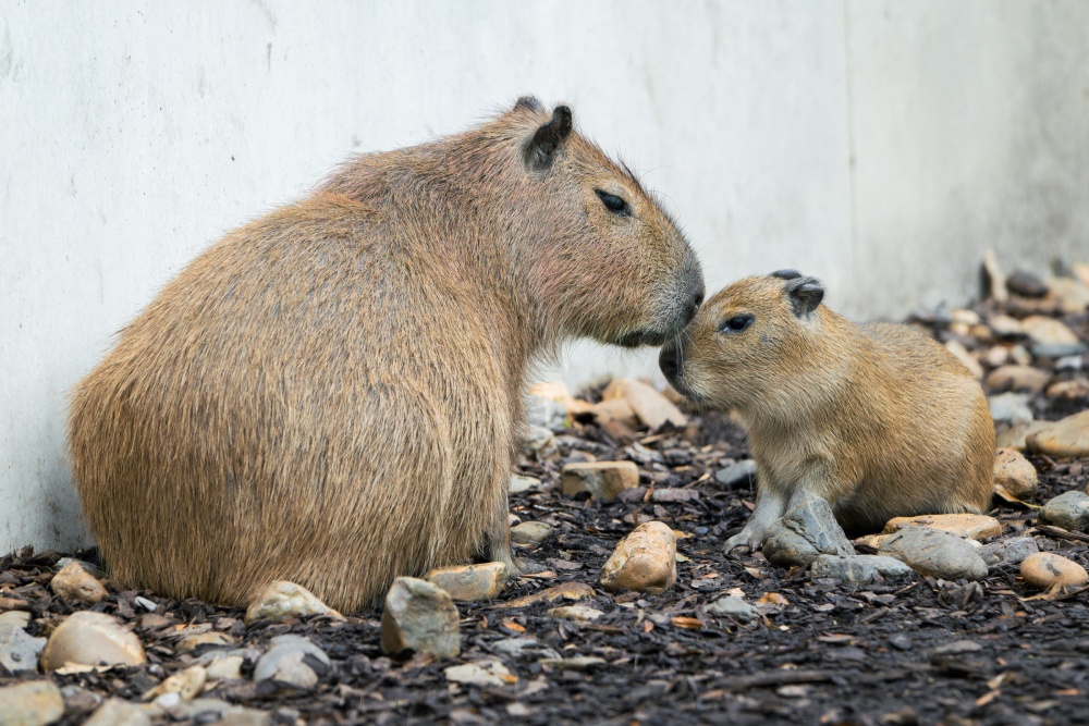 Kapybary připomínají svým vzezřením obrovská morčata. Návštěvníci Zoo Praha je zde mohou spatřit od listopadu 2023, čemuž předcházela desetiletá pauza v chovu. Foto Petr Hamerník, Zoo Praha Kapybary připomínají svým vzezřením obrovská morčata. Návštěvníci Zoo Praha je zde mohou spatřit od listopadu 2023, čemuž předcházela desetiletá pauza v chovu. Foto Petr Hamerník, Zoo Praha