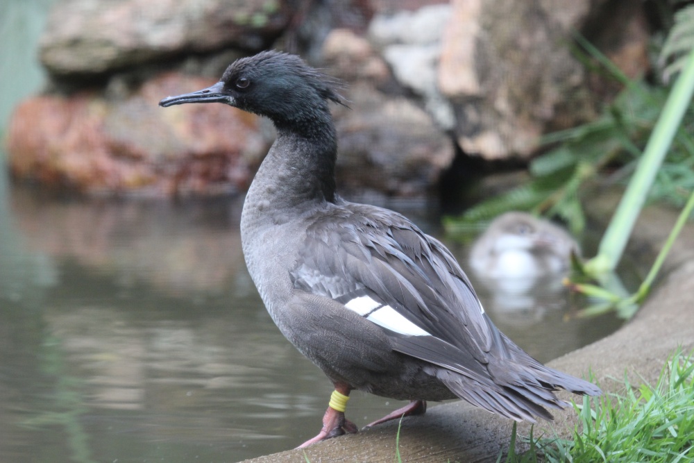 Morčák paranský v Zooparku Itatiba v Brazílii – ve své době jediné instituci, kde byl tento druh chován v lidské péči. Foto: Antonín Vaidl, Zoo Praha