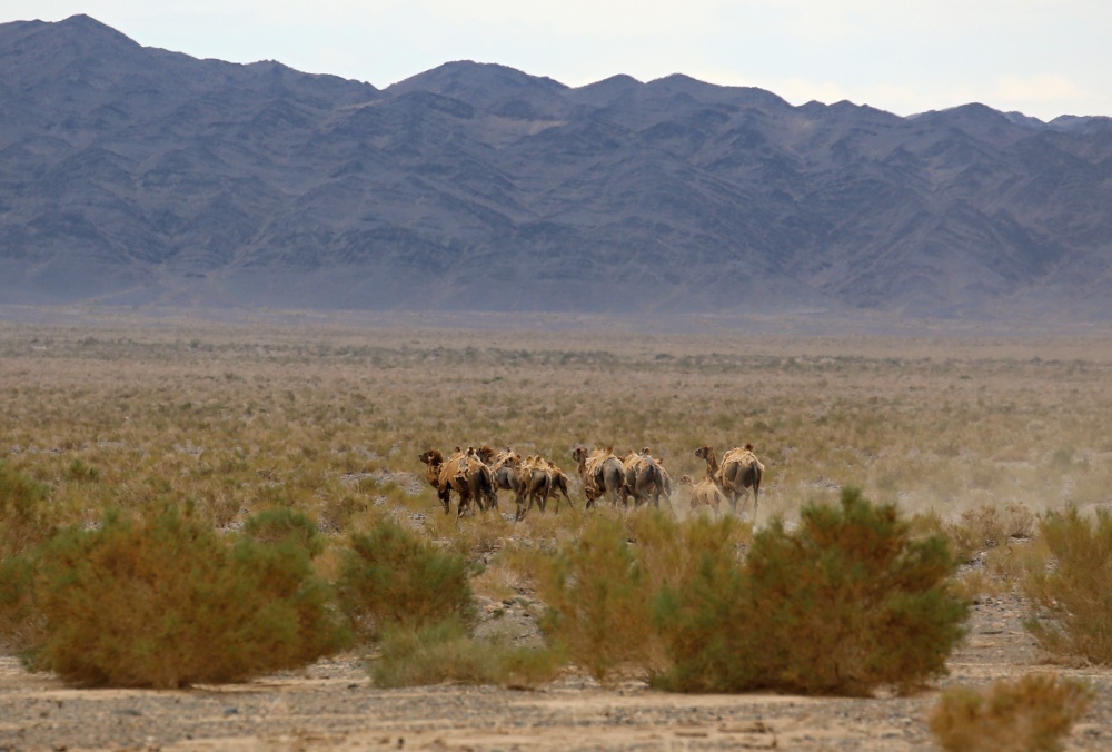 Volně žijící stádo v Gobi A. Foto: Miroslav Bobek, Zoo Praha Volně žijící stádo v Gobi A. Foto: Miroslav Bobek, Zoo Praha